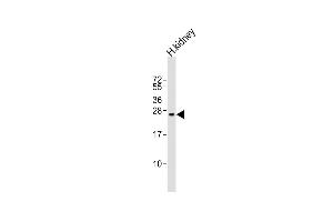 Anti-REG3G Antibody (Center)at 1:400 dilution + human kidney lysates Lysates/proteins at 20 μg per lane.