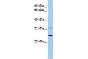 Image no. 1 for anti-Dehydrogenase/reductase (SDR Family) Member 1 (DHRS1) (AA 36-85) antibody (ABIN6743656) (DHRS1 anticorps  (AA 36-85))