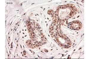 Image no. 2 for anti-Myc Proto-Oncogene protein (MYC) antibody (ABIN1497013) (c-MYC anticorps)