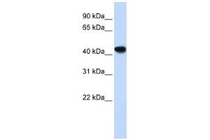 WB Suggested Anti-ADH1B Antibody Titration:  0. (ADH1B anticorps  (N-Term))