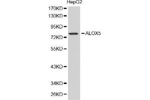 Western blot analysis of extracts of HepG2 cell lines, using ALOX5 antibody. (ALOX5 anticorps  (AA 1-300))