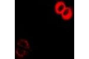 anti-Conserved oligomeric Golgi complex subunit 2 (COG2) antibody