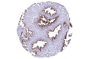 seminal vesicle (ANO1 anticorps  (AA 2-101))