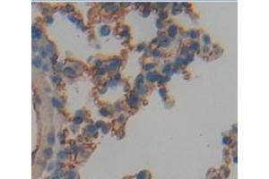 IHC-P analysis of Mouse Tissue, with DAB staining.