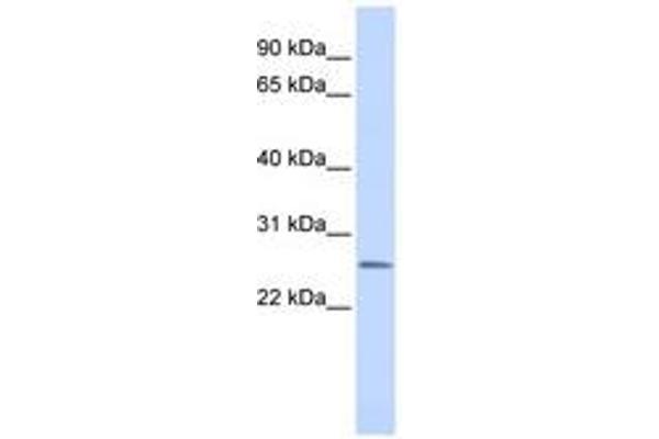 CEACAM4 antibody  (AA 36-85)
