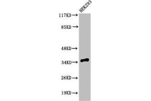 Western Blot analysis of 293 cells using Cleaved-Caspase-9 p35 (D315) Polyclonal Antibody (Caspase 9 anticorps  (cleaved, Internal Region))