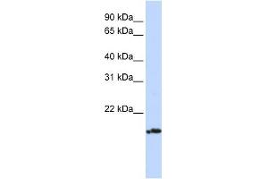 PLDN antibody used at 1 ug/ml to detect target protein. (Pallidin anticorps)