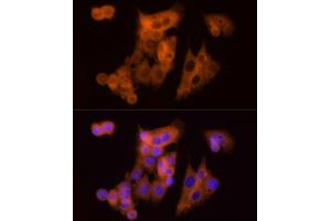 Immunofluorescence analysis of HepG2 cells using CLIC1 Rabbit pAb (ABIN6128983, ABIN6138719, ABIN6138721 and ABIN6217770) at dilution of 1:150 (40x lens). (CLIC1 anticorps  (AA 42-241))