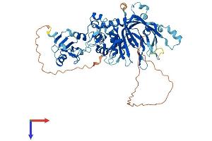 AlphaFold protein structure predicition of Mouse Recombinant Usp39 Protein, UniprotID Q3TIX9