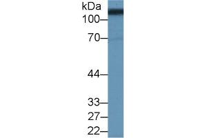 Western blot analysis of Pig Kidney lysate, using Human SLC3A2 Antibody (2 µg/ml) and HRP-conjugated Goat Anti-Rabbit antibody ( (SLC3A2 anticorps  (AA 213-349))