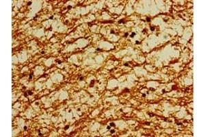 Immunohistochemistry of paraffin-embedded human brain tissue using ABIN7164051 at dilution of 1:100 (POU3F1 anticorps  (AA 59-257))