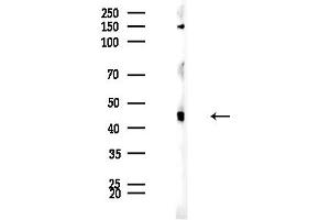 Western blot analysis of lysates from Mouse brain, using NMUR1 Antibody at 1/1000 dilution.
