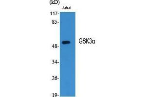 Western Blot (WB) analysis of specific cells using GSK3alpha Polyclonal Antibody. (GSK3 alpha anticorps  (Ser45))