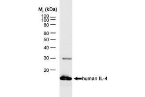 anti-Interleukin 4 (IL4) antibody (PE)