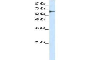 Transfected 293T; WB Suggested Anti-L3MBTL2 Antibody Titration: 0. (L3MBTL2 anticorps  (C-Term))