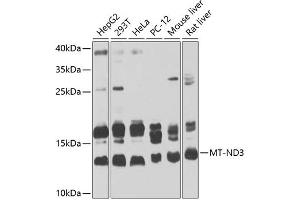 Western blot analysis of extracts of various cell lines, using MT-ND3 Antibody (ABIN6135087, ABIN6144109, ABIN6144110 and ABIN6225270) at 1:1000 dilution. (MT-ND3 anticorps  (AA 1-100))