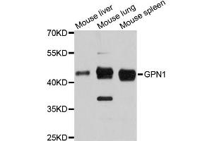 Western blot analysis of extracts of various cell lines, using GPN1 antibody (ABIN6294052) at 1:3000 dilution. (GPN1 anticorps)