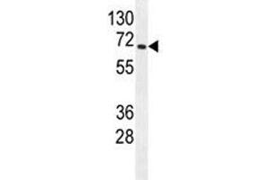 S6K2 antibody western blot analysis in mouse heart tissue lysate.