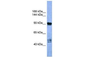 WB Suggested Anti-AP2A2 Antibody Titration: 0. (AP2A2 anticorps  (C-Term))