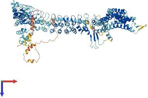 AlphaFold protein structure predicition of Human Recombinant TRPA1 Protein, UniprotID O75762