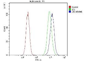 anti-Cell Division Cycle 45 Homolog (S. Cerevisiae) (CDC45) (AA 166-431) antibody