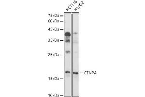 Western blot analysis of extracts of various cell lines, using CENPA antibody (ABIN7266271) at 1:1000 dilution. (CENPA anticorps  (AA 1-100))