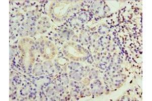 Immunohistochemistry of paraffin-embedded human pancreatic tissue using ABIN7169410 at dilution of 1:100