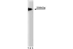 Western Blotting (WB) image for anti-p230 Trans Golgi (AA 2063-2179) antibody (ABIN968453) (p230 Trans Golgi (AA 2063-2179) anticorps)
