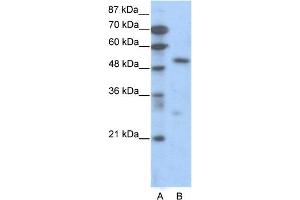 WB Suggested Anti-TCF7  Antibody Titration: 0. (TCF7 anticorps  (C-Term))