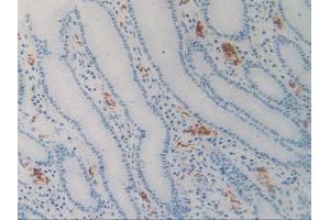 Figure. (SIRPA anticorps  (AA 105-324))