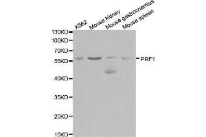 Western blot analysis of extracts of various cell lines, using PRF1 antibody. (Perforin 1 anticorps  (AA 280-555))