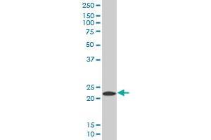PYCARD MaxPab polyclonal antibody.
