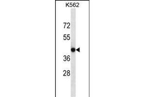 CACNG4 Antibody (Center) (ABIN656794 and ABIN2846013) western blot analysis in K562 cell line lysates (35 μg/lane). (CACNG4 anticorps  (AA 147-175))
