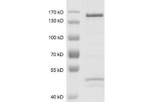 Recombinant JMJD2C / KDM4C protein gel. (KDM4C Protein (DYKDDDDK Tag))