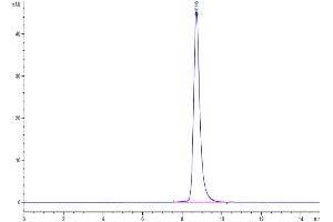 The purity of Human/Cynomolgus EFNA3 is greater than 95 % as determined by SEC-HPLC.