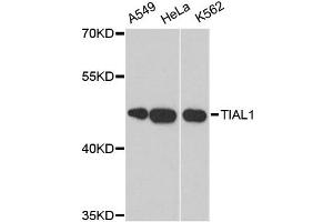 Western blot analysis of extracts of various cell lines, using TIAL1 antibody. (TIAL1 anticorps)