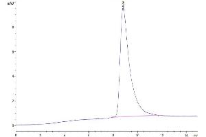 The purity of Mouse OSM is greater than 95 % as determined by SEC-HPLC.