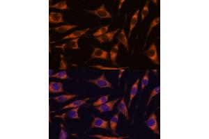 Immunofluorescence analysis of L929 cells using R antibody (ABIN7269856) at dilution of 1:100.
