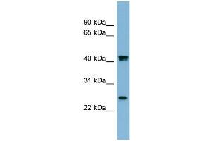 WB Suggested Anti-FETUB Antibody Titration:  0. (FETUB anticorps  (N-Term))