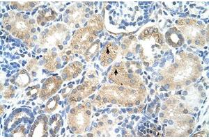 Immunohistochemical staining (Formalin-fixed paraffin-embedded sections) of human kidney with MAT1A polyclonal antibody . (MAT1A anticorps  (AA 21-70))