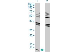 Western Blot analysis of GNG2 expression in transfected 293T cell line by GNG2 monoclonal antibody (M03), clone 4C8. (GNG2 anticorps  (AA 1-71))