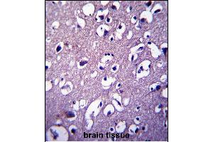 DCTN4 Antibody (N-term) (ABIN657377 and ABIN2846423) immunohistochemistry analysis in formalin fixed and paraffin embedded human brain tissue followed by peroxidase conjugation of the secondary antibody and DAB staining. (Dynactin 4 anticorps  (N-Term))