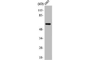 Western Blot analysis of COS7 cells using Arylsulfatase I Polyclonal Antibody (Arylsulfatase I anticorps  (Internal Region))