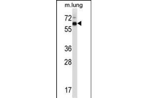Mouse Mknk2 Antibody (N-term) (ABIN657843 and ABIN2846804) western blot analysis in mouse lung tissue lysates (35 μg/lane). (MKNK2 anticorps  (N-Term))