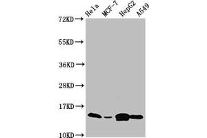 Western Blot Positive WB detected in: Hela whole cell lysate, MCF-7 whole cell lysate, HepG2 whole cell lysate, A549 whole cell lysate All lanes: IFITM2 antibody at 4. (IFITM2 anticorps  (AA 1-56))
