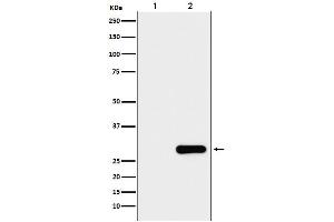 Western blot analysis of GFP protein expression in (1) 293T cell lysate, (2) 293T cell transfected with GFP protein lysate.