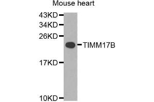 Western blot analysis of extracts of mouse heart, using TIMM17B antibody (ABIN5974909) at 1/1000 dilution. (TIMM17B anticorps)