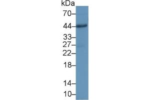 Detection of CD86 in Human Hela cell lysate using Polyclonal Antibody to Cluster Of Differentiation 86 (CD86) (CD86 anticorps  (AA 37-272))