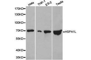 Western Blotting (WB) image for anti-Heat Shock 70kDa Protein 1-Like (HSPA1L) antibody (ABIN1873096)