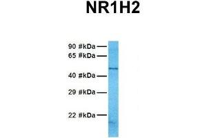 Host:  Rabbit  Target Name:  NR1H2  Sample Tissue:  Human 721_B  Antibody Dilution:  1. (NR1H2 anticorps  (N-Term))